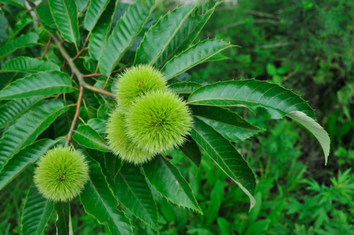 <p>ID Key: Spiny chestnuts, weaving furrowed bark</p>