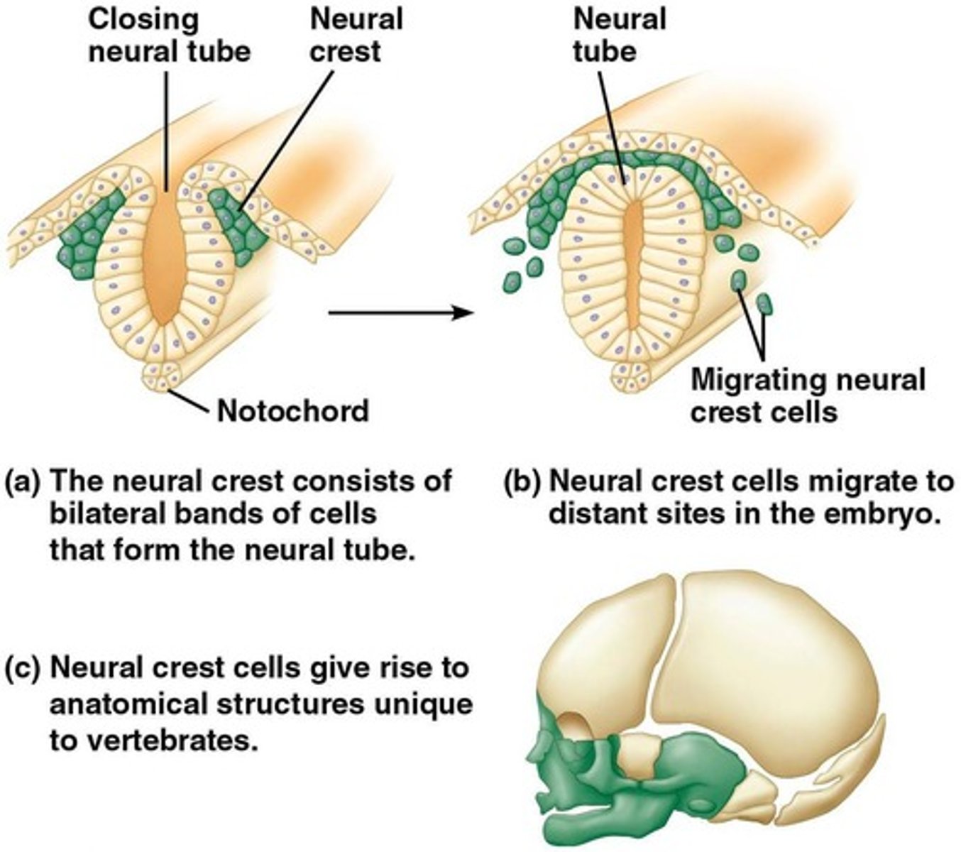 <p>Jointed skeleton (vertebrae), bony cranium, pair of eyes, and an internal skeleton.</p>