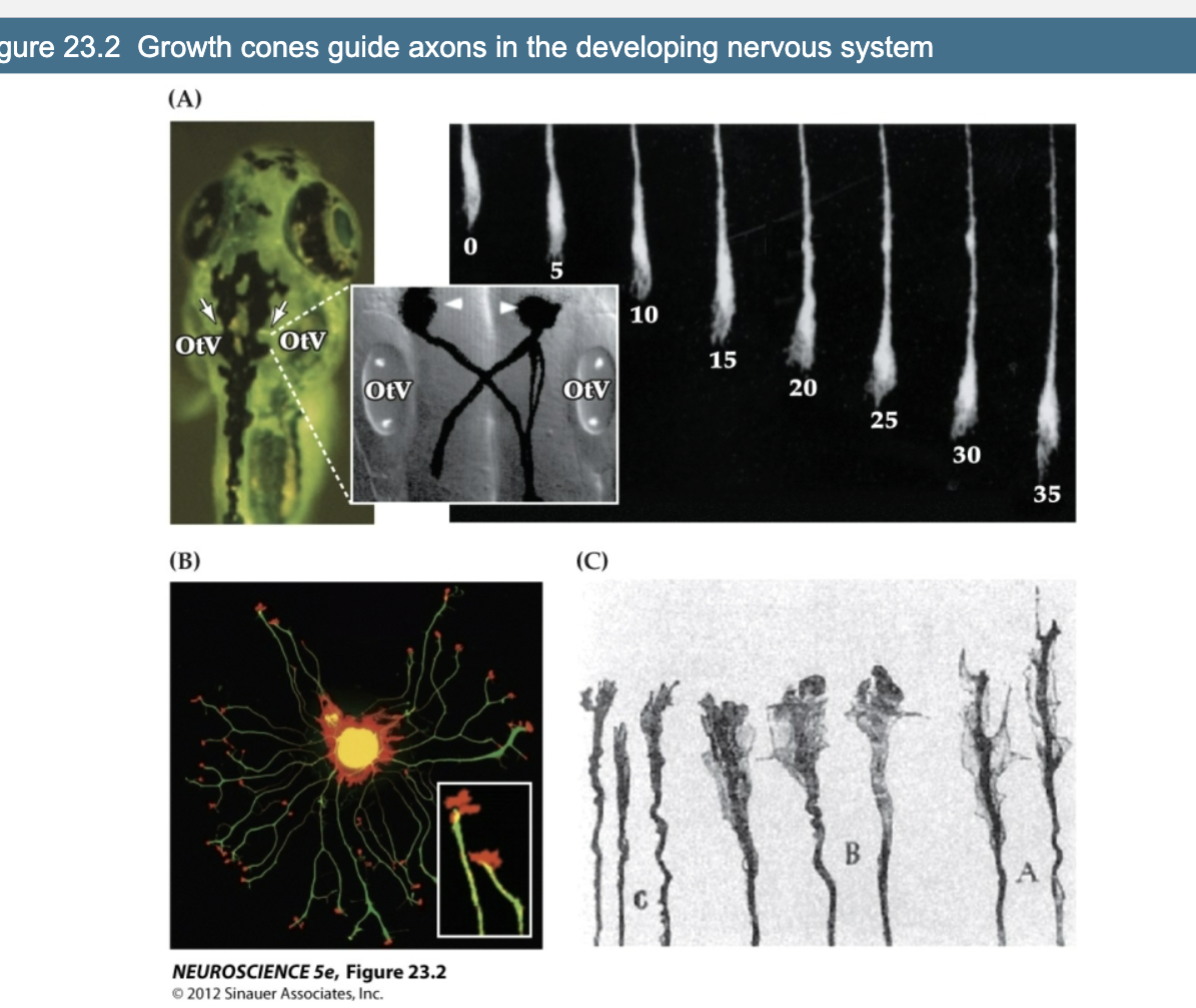 <p>Explain Figure 23.2- Growth Cones Guide Axons in the Developing Nervous System</p>