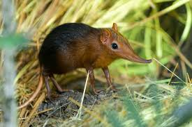 <p>Elephant shrews</p><ul><li><p><span style="background-color: transparent;"><span>terrestrial, cursorial, diurnal or crepuscular, long-flexible sensitive snout</span></span></p></li></ul><ul><li><p><span style="background-color: transparent;"><strong>Family Macroscelididae</strong></span></p></li></ul><p></p>