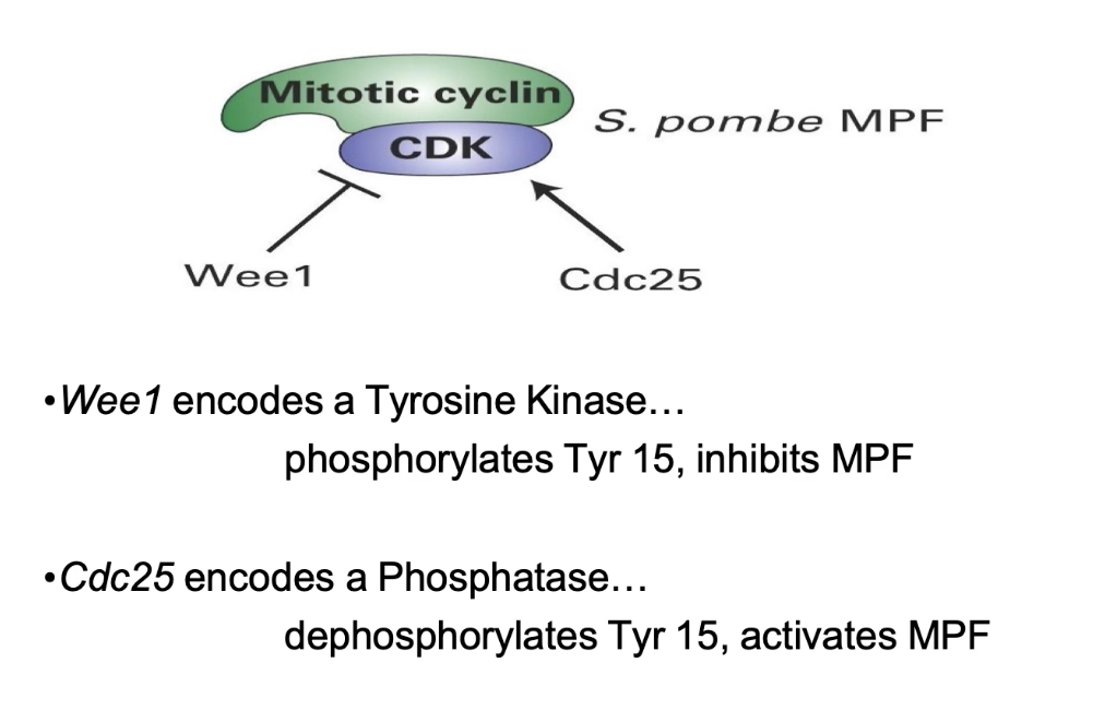 <ul><li><p><strong>Wee1</strong>: Tyrosine kinase → <strong>adds inhibitory phosphate</strong> (Tyr 15 on Cdc2)</p></li><li><p><strong>Cdc25</strong>: Phosphatase → <strong>removes </strong>Tyr 15 phosphate → activates MPF</p></li><li><p>Balance between Wee1 and Cdc25 controls mitotic entry</p></li></ul><p></p>