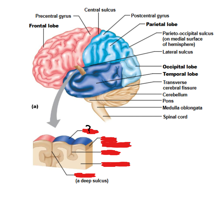 <p>the ridge on the brain</p>