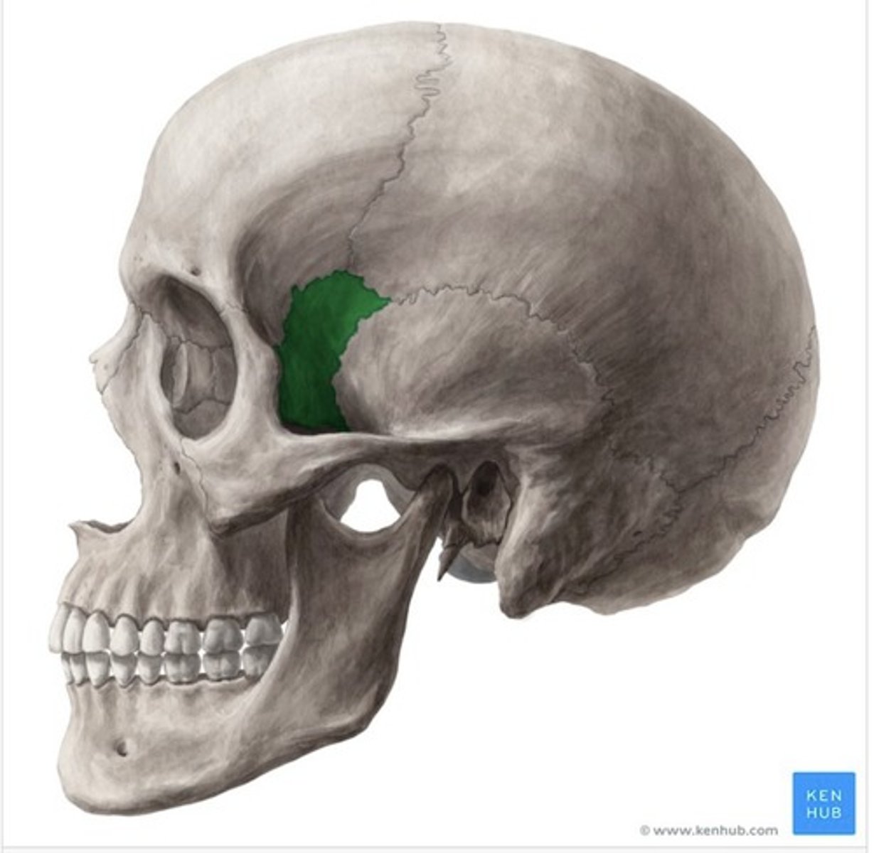 <p>What bone is this?</p>