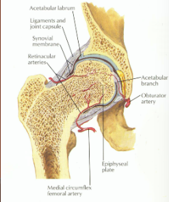 <p>What type of joint is the hip joint?</p>