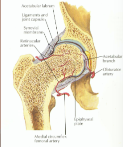 What type of joint is the hip joint?