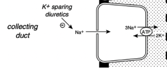 <ul><li><p><span>This segment of the nephron is responsible for altering sodium reabsorption in response to dietary fluctuations</span></p></li><li><p><span>In the late distal tubule (connecting segment) and collecting ducts, sodium enters passively through Na+ channels in the luminal membranes of the principal cells</span></p><ul><li><p><span>This movement of Na+ generates a lumen-negative transepithelial potential difference that facilitates Cl- reabsorption</span></p></li></ul></li><li><p><span>The Na+ channel in the principal cells is blocked by the diuretic amiloride and triamterene</span></p></li><li><p><span>One of the main effects of aldosterone is to increase the number of open luminal Na+ channels in the cortical collecting ducts, altering sodium reabsorption in response to change in dietary sodium intake</span></p></li></ul><p></p>