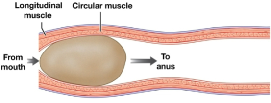 <p>waves of <strong><em>muscular contractions</em></strong> that move a bolus along the length of the digestive tract</p>