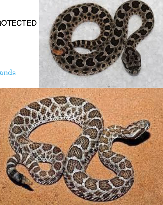 <p>western massasauga rattlesnake - highly venomous </p><ul><li><p>lighter brown/grey background, brown/olive saddles outlined in white</p></li><li><p><strong>blotches may turn into rings on tail</strong></p></li><li><p><strong>vertical is black with irregular white/yellow</strong></p></li><li><p><strong>brown, broad postocular stripe, </strong>2-3 rows of small spots on side</p></li><li><p>scales <u>keeled,</u> anal plate <u>undivided</u></p></li><li><p><strong>diurnal</strong></p></li><li><p><strong>ovoviviparous </strong></p></li><li><p><strong>passive </strong>- slow to attack</p></li></ul><p>rare in IA now, found in extreme SW . overwinter marshes, lakes, rivers, active grasslands, meadows, dry woodlands </p>