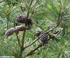<p>Loblolly Pine </p>