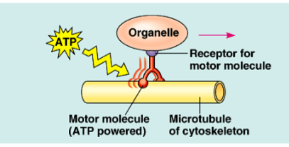 <ul><li><p>thickest fibers</p></li><li><p>hollow rods abt 25 microns in diameter</p></li><li><p>move chromosomes during cell division</p></li><li><p>acts as tracks that guide motor proteins carrying organelles to destination</p></li><li><p>grow out from centrosome near nucleus</p></li><li><p>resist compression to the cell</p></li><li><p>central structural supports in cilia &amp; flagella</p></li></ul>