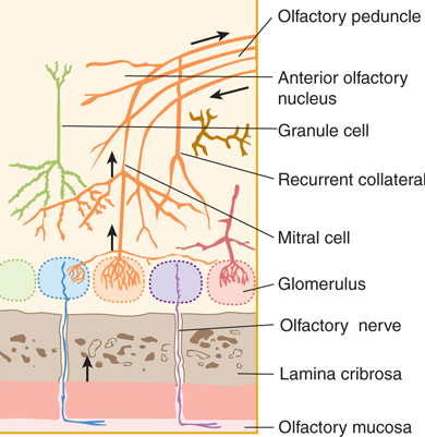 <ul><li><p>OSNs send their axons into the olfactory bulb and these axons converge on structures called golmeruli (relay sttaions where OSNs synapse)</p></li><li><p>primary dendrites of mitral and tufted cells receive input from the OSNs at the glomeruli </p></li><li><p>these are the main projection neurons of the olfactory bulb </p></li><li><p>periglomerular and granule cells (inhibitory interneurons) modulate the activity of mitral and tufted cells </p></li><li><p>inhibition sharpens the contrast between different odour signals (lateral inhibition), filters backgroud noise and enhances odour discrimination</p></li></ul><p></p>
