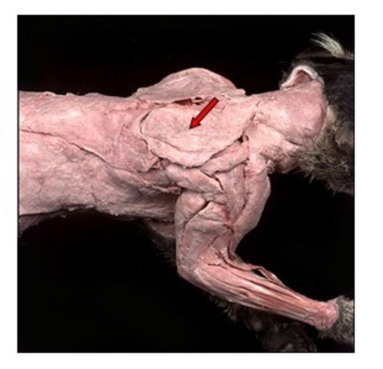 <p>cervical vertebrae</p>