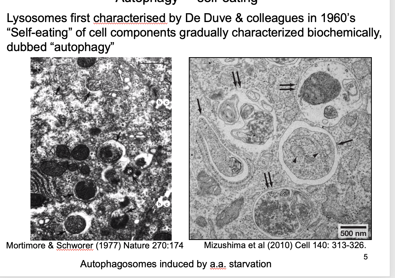 <ul><li><p>‘self eating’</p></li><li><p>Lysosomes degrade cellular components→ form autophagosomes i the the lysosome</p></li><li><p>Are induced  by <strong>amino-acid</strong> starvation</p></li></ul><p>Its role:</p><ul><li><p>suggesting a role is responsing to <strong>amino acid storages</strong></p></li></ul><p></p>