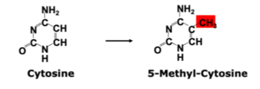 <p>A common form of post- replicative DNA modification</p><p>Adds information without changing of the actual DNA sequence </p><p>Donor of methyl group: S- adenosyl- L- methionine (SAM)</p>