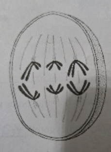<p>- Cell is 4N</p><p>- Pairs of homologous chromosomes separate</p><p>- Separated chromosomes move towards each pole-guided by apparatus</p>
