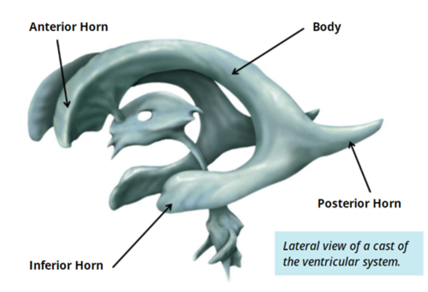 <p>- paired "C" shapes spaces deep within the cerebral hemispheres</p><p>- a portion of the lateral ventricles can be found in each lobe</p><p>- 4 features - anterior horn, body, posterior horn, inferior horn</p>
