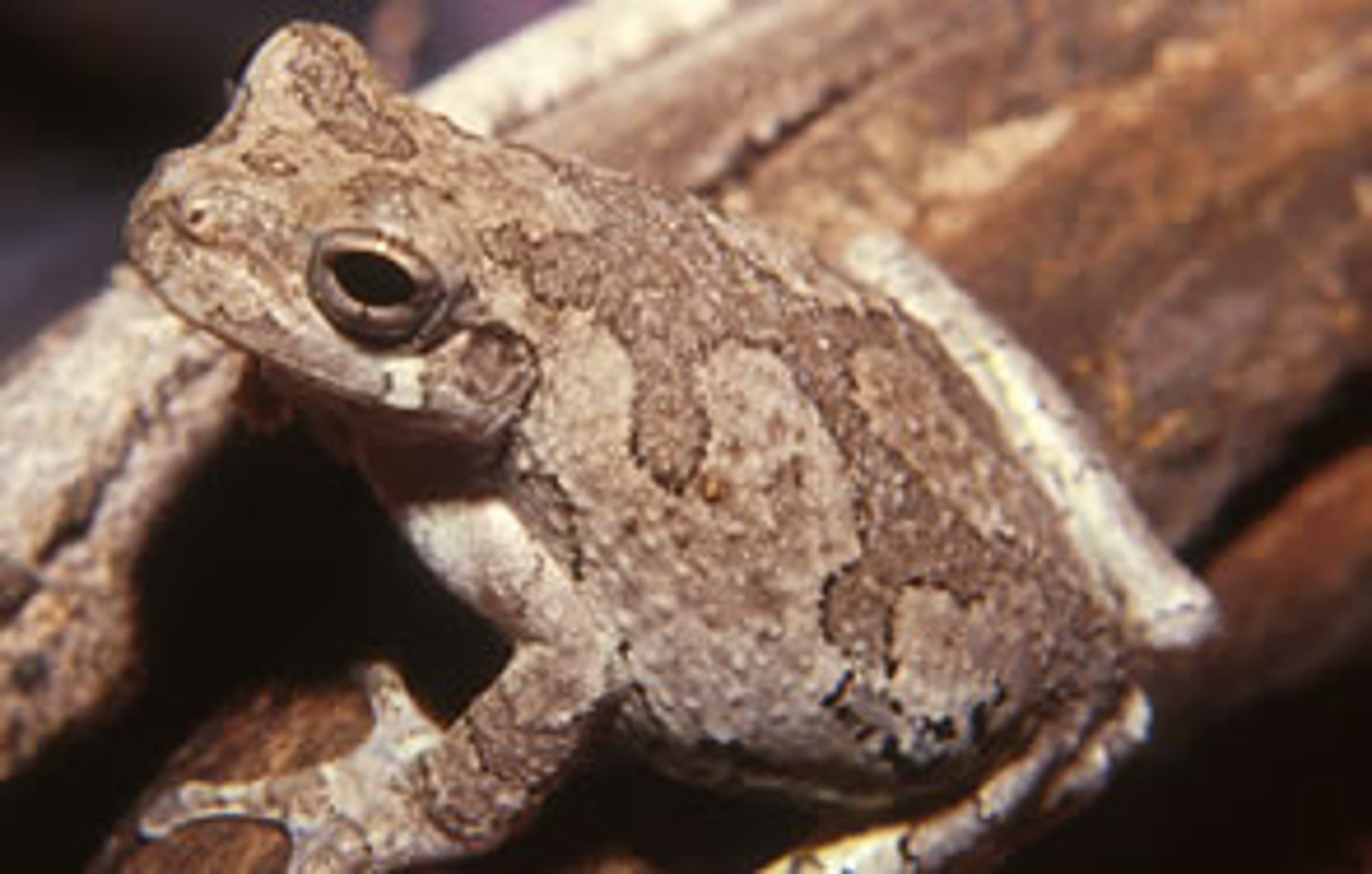 <p>Hyla chrysoscelis</p>