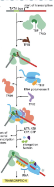 <ul><li><p>A SET OF GENERAL TRANSCRIPTION FACTORS</p></li><li><p><strong>GENERAL TRANSCRIPTION FACTORS</strong> ARE ACCESSORY PROTEINS THAT POSITION THE POLYMERASE AND PULL APART THE DNA</p></li><li><p>THESE FACTORS + RNA POLYMERASE II MAKE UP THE <strong>TRANSCRIPTION+INITIATION COMPLEX</strong></p></li><li><p>MANY EUKARYOTIC PROMOTERS CONTAIN A RECOGNITION SEQUENCE CALLED A <strong>TATA BOX</strong> ABOUT 30 NUCLEOTIDES UPSTREAM OF THE START SITE </p></li><li><p><strong>TBP</strong> (TATA-BINDING PROTEIN), A SUBUNIT. OF TFIID, RECOGNIZES THE TATA BOX</p></li><li><p><strong>TFIIH<em> </em></strong>UNWINDS THE HELIX AND PHOSPHORYLATES THE TAIL OF RNA POLYMERASE II (RNAPII)</p></li><li><p><strong>PHOSPHORYLATED RNAP II</strong> IS RELEASED TO BEGIN TRANSCRIPTION ELONGATION</p></li></ul><p></p>