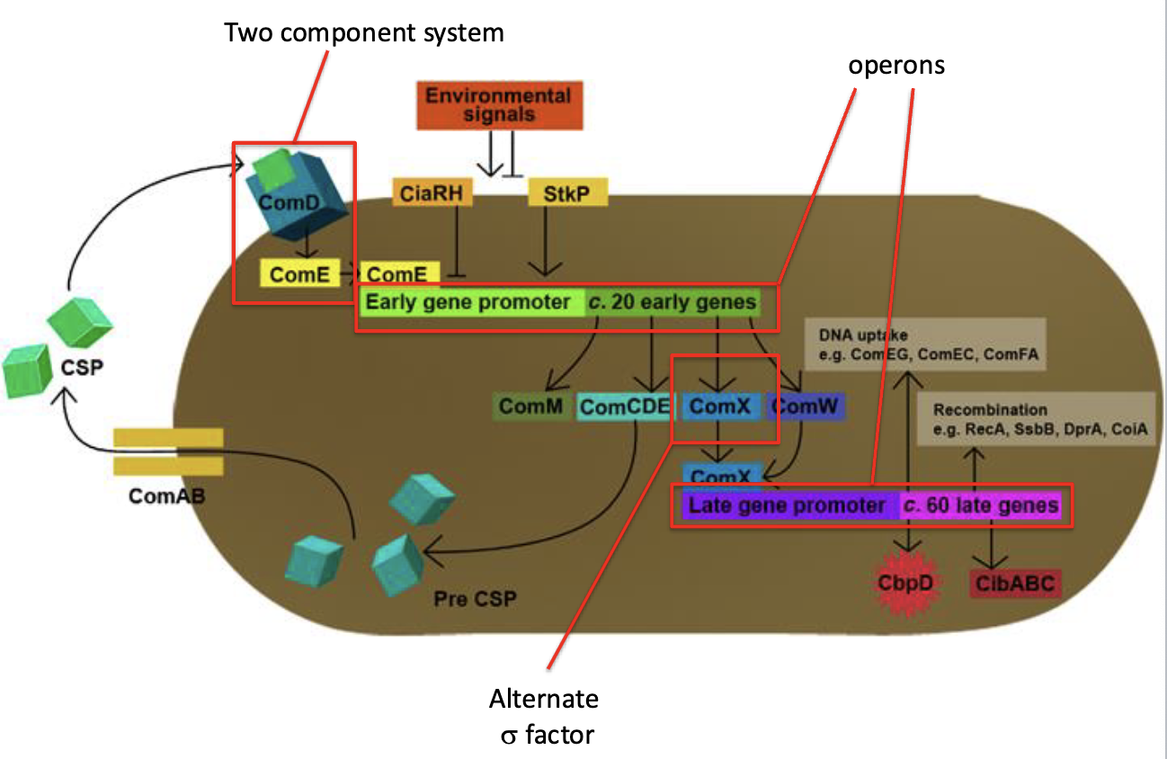 <p><strong>Two-component systems (TCS)</strong> are signal transduction mechanisms bacteria use to sense and respond to environmental changes. They typically consist of two proteins:</p><p>1. <strong>HPK receives signal: </strong>in response, HPK autophosphorylates on a histidine residue. Then it transfers phosphate to an aspartate on the response regulator.</p><p>2. <strong>Phosphorylation activates DNA binding: </strong><span>Activators are proteins</span><br><span>that bind to specific DNA sequences and activate expression of downstream genes</span></p><p>Involvement in Competence and Quorum Sensing:</p><p>1. <strong>Competence</strong>: In bacteria like <em>Streptococcus pneumoniae</em>, a TCS helps regulate <strong>competence</strong>—the ability to take up external DNA. </p><p>2. <strong>Quorum Sensing</strong>: where bacteria sense population density by detecting signaling molecule called autoinducer. <span>This typically binds to an HPK with an affinity that requires a particular</span><br><span>environmental concentration. When the concentration reaches a thresh-hold indicative of population density gene expression is activated</span></p>