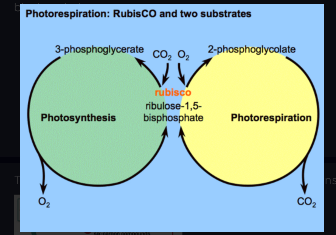 <p>Reaction in which rubisco attaches oxygen instead of carbon dioxide to ribulose bisphosphate</p>