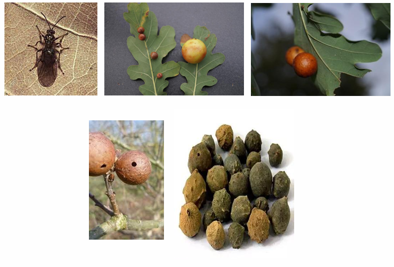 <p>Câu 8. Ngoài tanin, <strong>ngũ bội tử Âu</strong> còn chứa acid gallic với hàm lượng:</p>