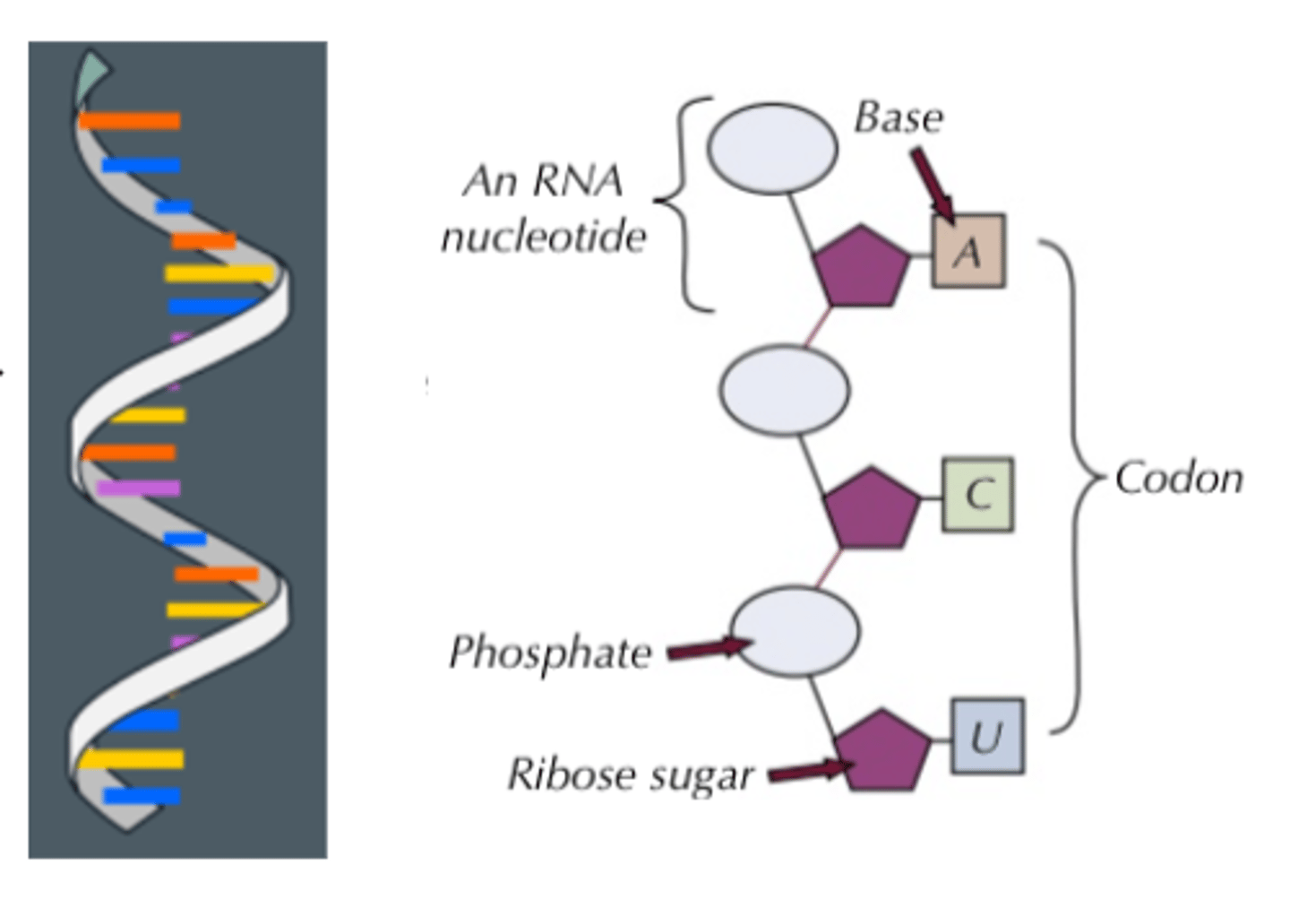 <p>● Single stranded polynucleotide</p><p>● Copy of a gene (made in transcription)</p><p>● Has groups of 3 adjacent bases called codons (triplets).</p>