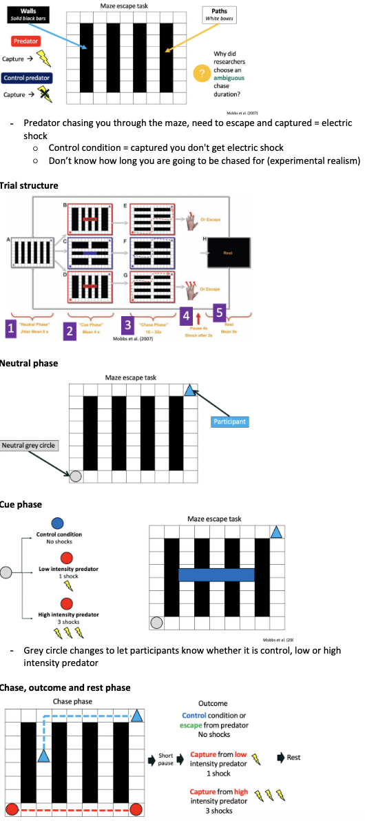 <p>shows us how cognitive flexibility is represented in the brain </p>