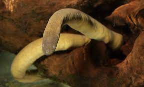 aquatic caecilians (gymniophiona)

\

1. highly aquatic
2. have compressed bodies and well developed dorsal fins on posterior body
3. have an accessory gas exchange organ called tracheal lung
4. zygokrotaphic skulls