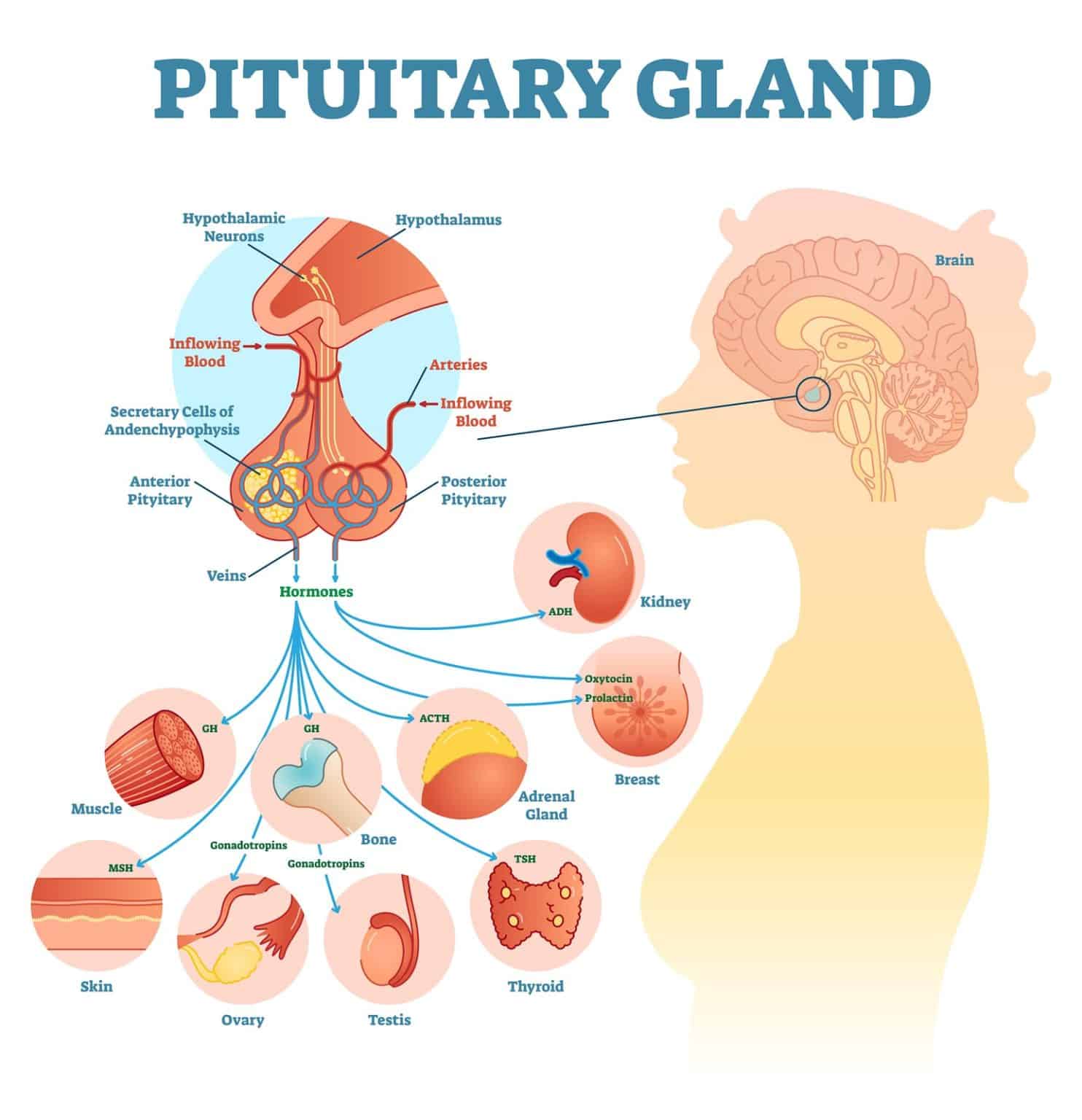 <p>Which of the following statements about the endocrine system is false?</p>