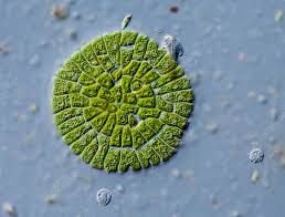 <p>Has asymmetrical flagellar roots, meaning?</p>