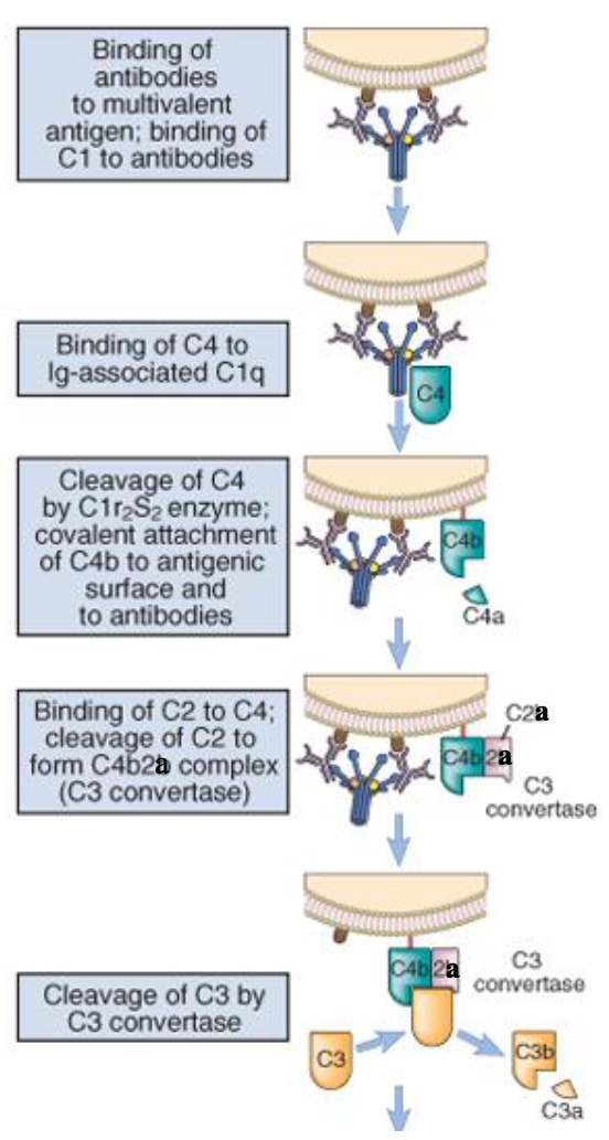 <p>Pour permettre une interaction stable entre C1q et les Ac, on doit avoir au moins deux parties globulaires qui reconnaissent la fraction constante de deux Ac </p><p>C1 ne peut reconnaitre que la fraction constante des IgM (toujours sous forme pentamèrique avec à chaque fois le m̂ paratope en sachant que elle a une structure plane qui va changer lors de la fixation sur les epitopes permettant de rentre disponible la region Fc) et des IgG1 et 3 (e sachant que 5 Ig sériques existants → A, D, E, G, M et que la  ≠ se fait au niveau de la region Fc)</p><p>Liaison covalente entre C4b et C2 qui permet clivage en a et b et interaction entre 4b et 2a permet interaction et activation de la C3 qui va etre clivé par la C3 convertase en C3b et a (a va diffuser et b reste membranaire</p><p>NB: ces mecanismes ce mettent en place apres la reponse adaptative et donc si on a une memoire on peut avoir activation </p>