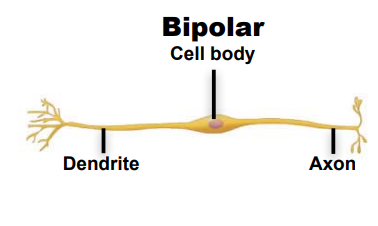 <p>Identify this neuron according to structure</p>