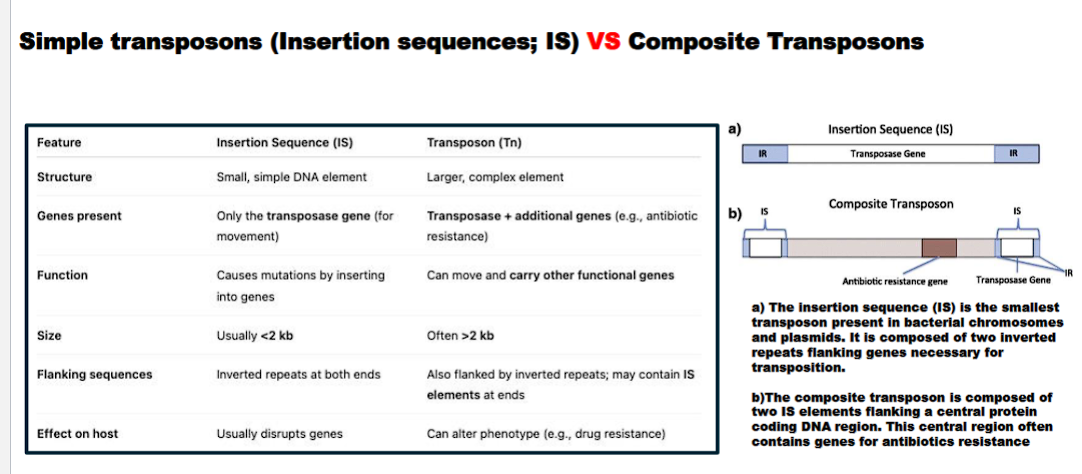 <p>what is the difference between an insertion sequence and composite transposon</p>