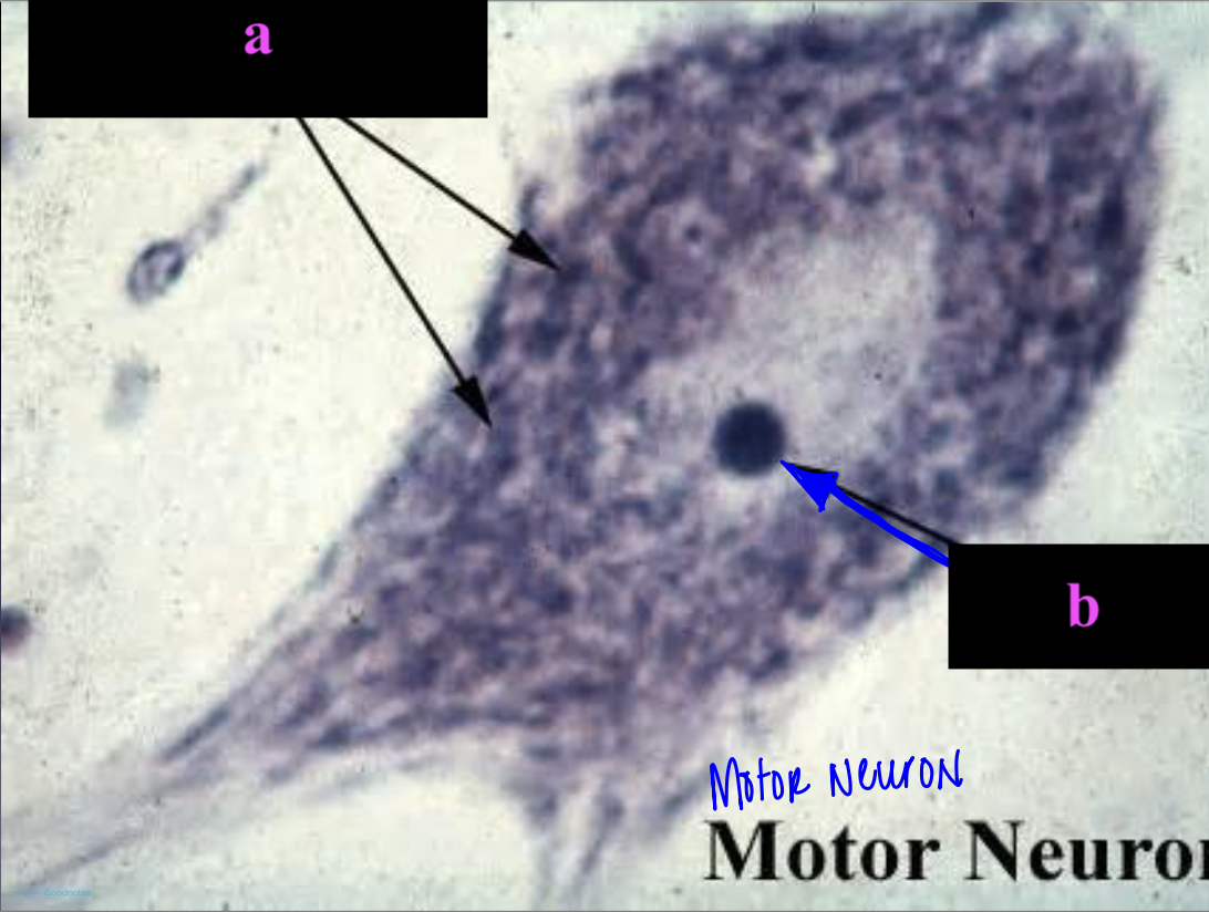 <p>a</p>