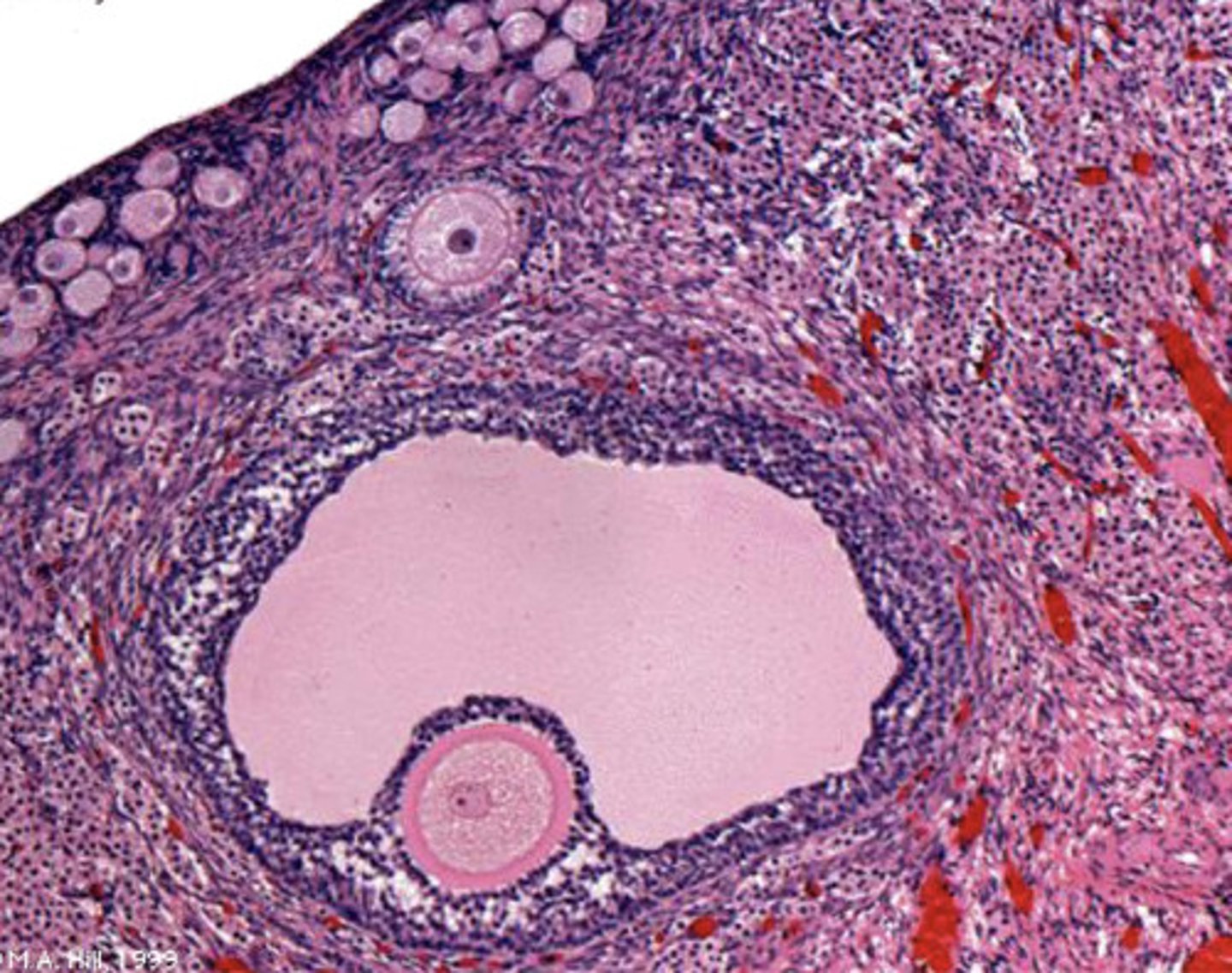 <p>what species might this ovary belong to, and why?</p>