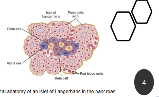 <p>exocrine cells that produce enzyme-rich juice for digestion</p>