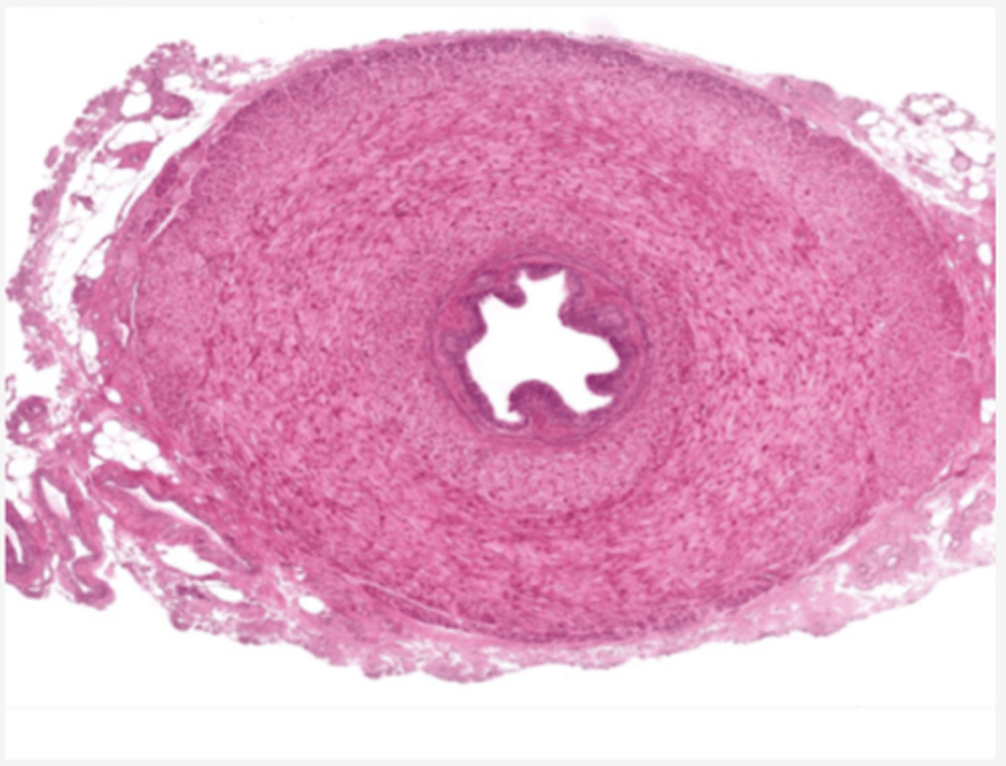 <p>identify the organ</p>