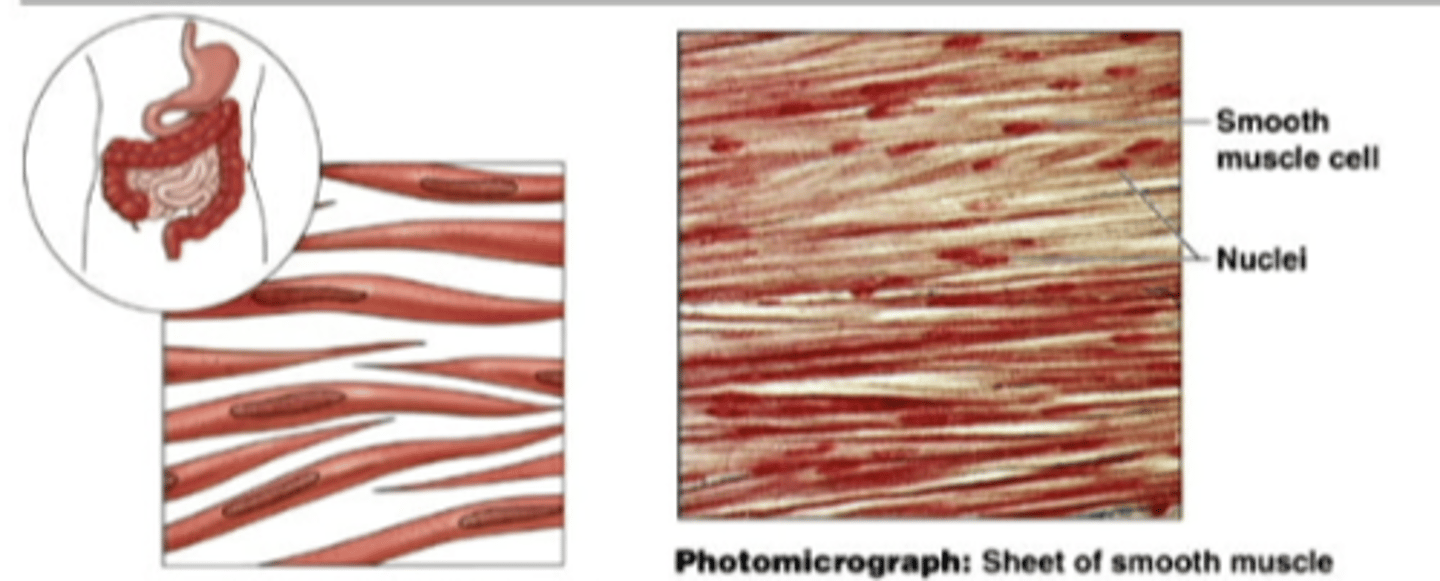 <p>found within the walls of organs and structures such as the esophagus, stomach, intestines, bladder, blood vessels. INVOLUNTARY MUSCLE </p>