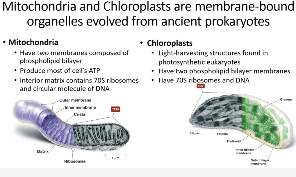 centrioles play a role in mitosis cytokinesis and formation of flagella and cilla

centrosomes is region of cytoplasm where centrioles are found 