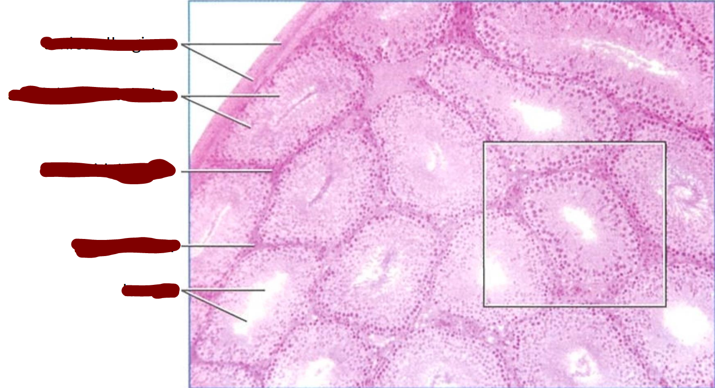 <p>section through part of a rat testis showing seminiferous tubules </p>