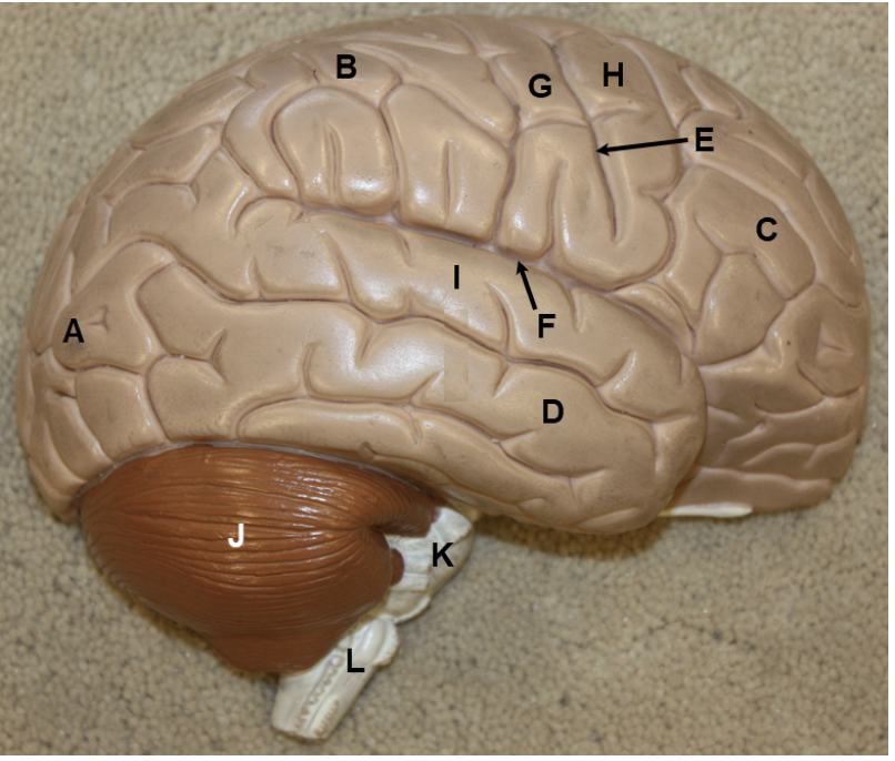 <p><span><span>In the image above, identify lobes A-D, specific grooves E-F, specific ridges G-I, and structures J-L.</span></span></p>