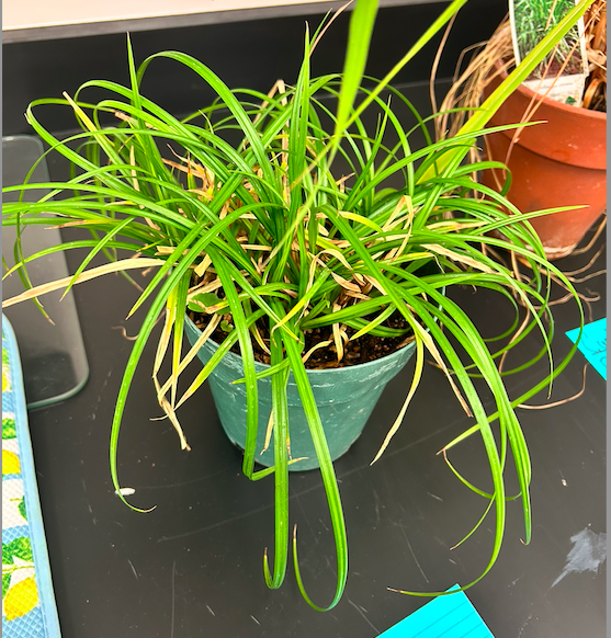 <p><span style="background-color: transparent;"><span>Order? Family?</span></span></p>