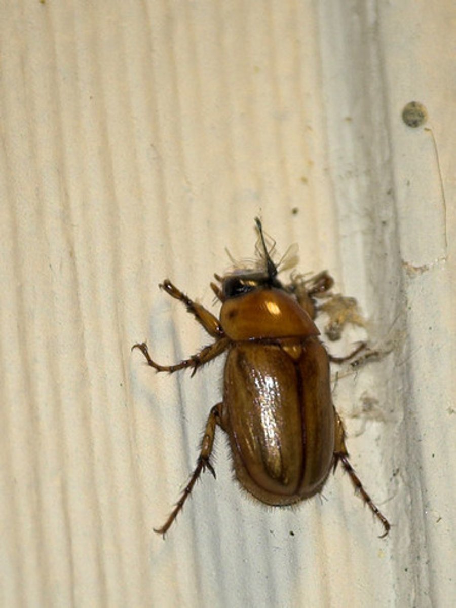 <p>Beetle Family</p>