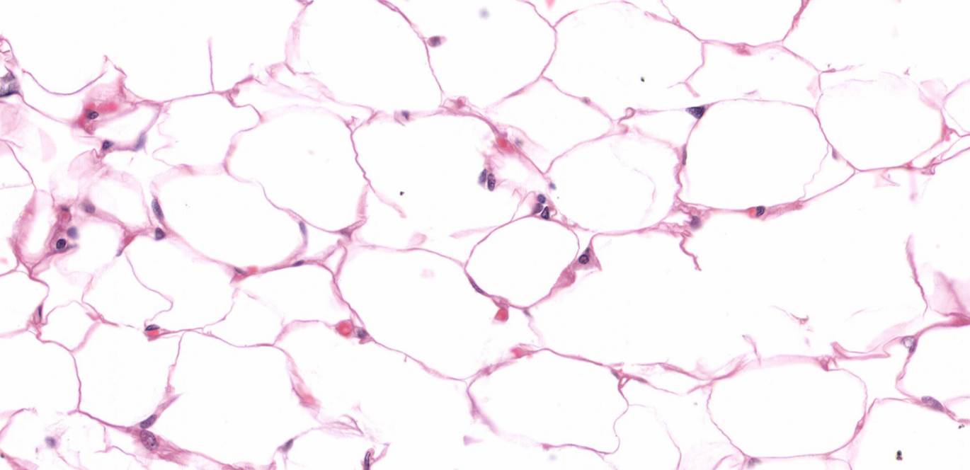 <p>what kind of tissue is this?</p>