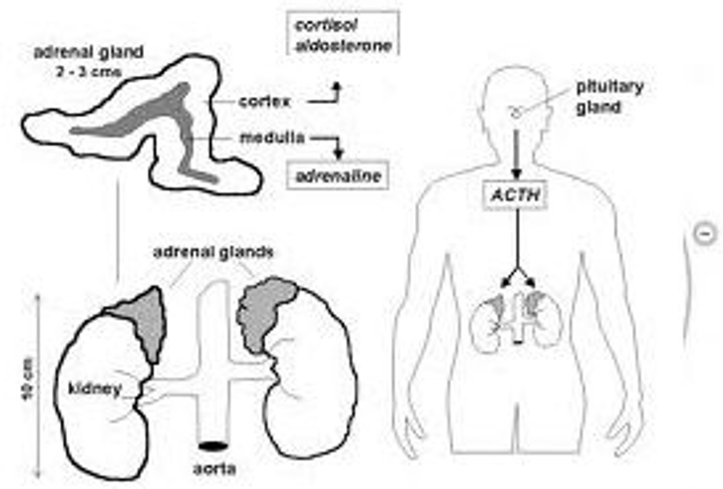 <p>Androgens and estrogens secreted by the adrenal cortex in both males and females.</p>