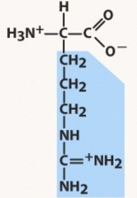 Polar positive
pKa 12.5 (HA)