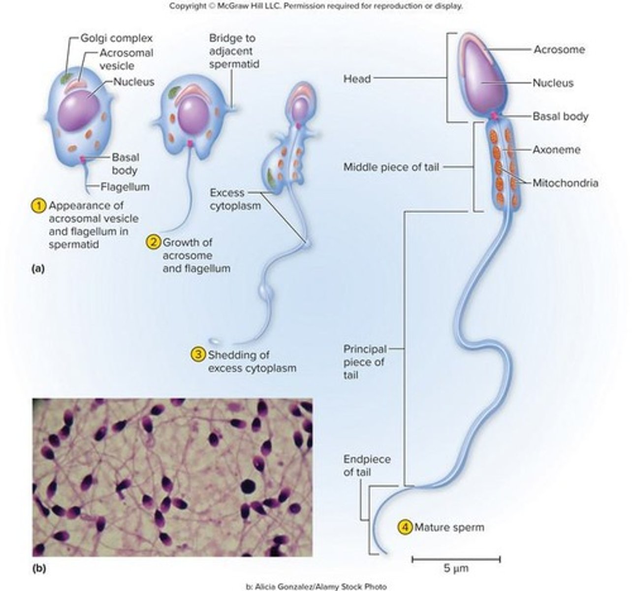 <p>A spermatozoon has two parts: a head and a tail.</p>