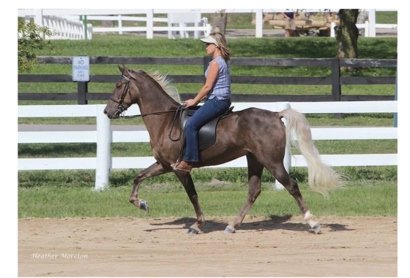 <p>what kind of horse is this?</p>