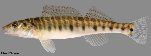 <p>Logperch Darter; vertically barred body and long, pig-like snout used for flipping stones.</p>