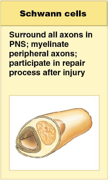 <p>1) surround all axons in the PNS</p><p>2) myelinate peripheral axons</p><p>3) participate in the repair process after injury</p>